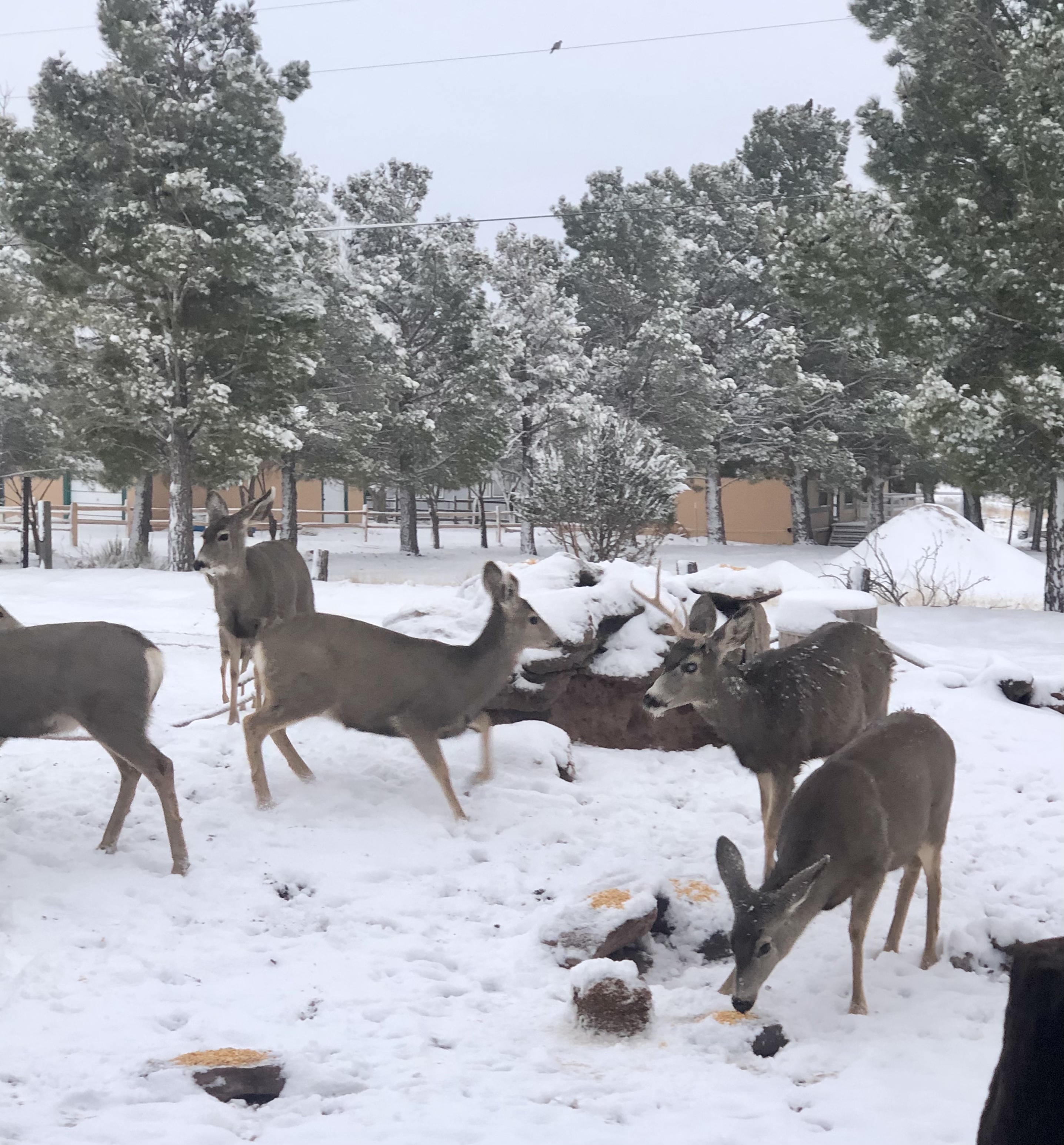 PHOTOS First winter storm of 2021 hits New Mexico KRQE News 13