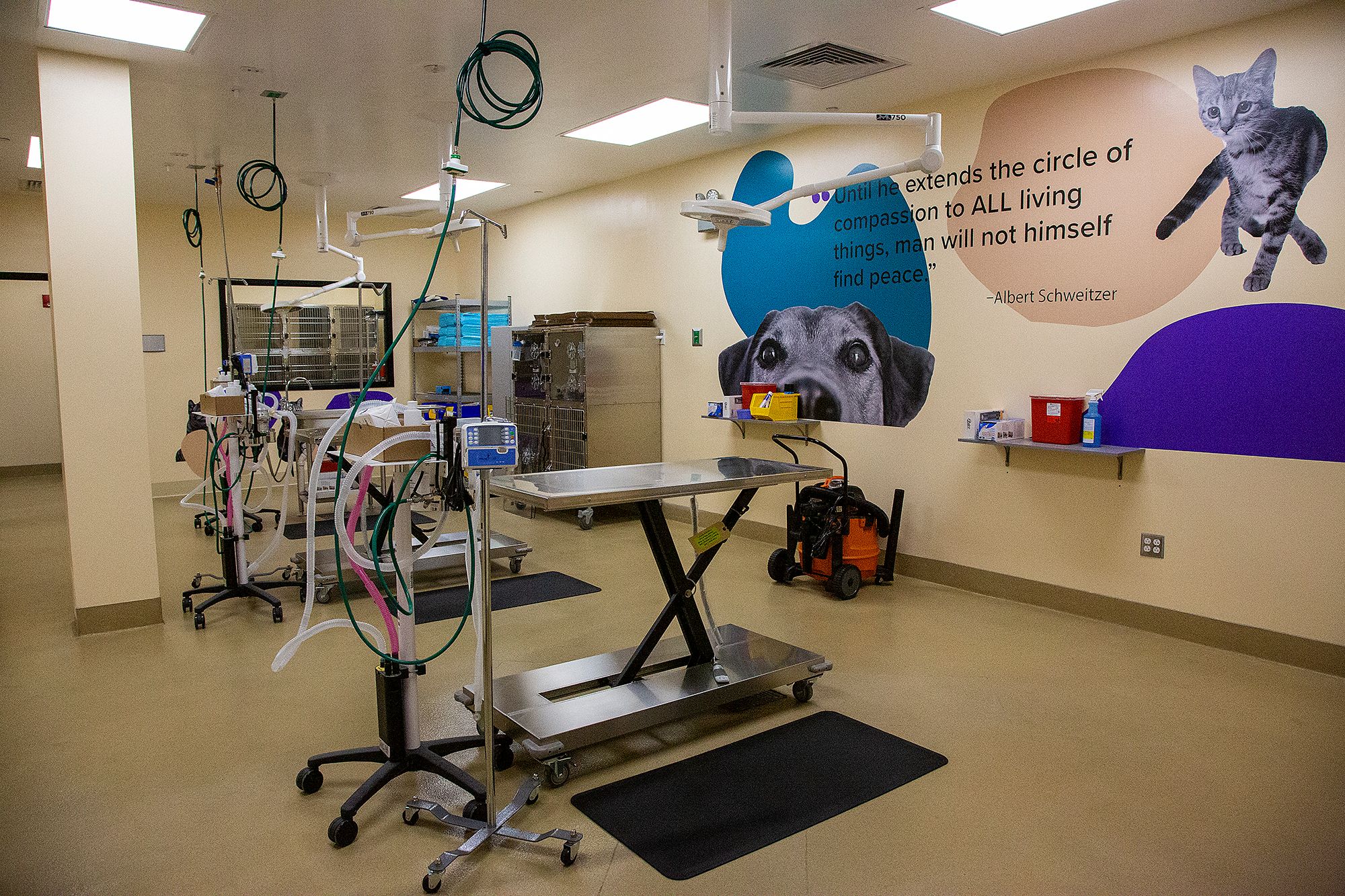 How Much Does It Cost To Spay A Dog In Albuquerque