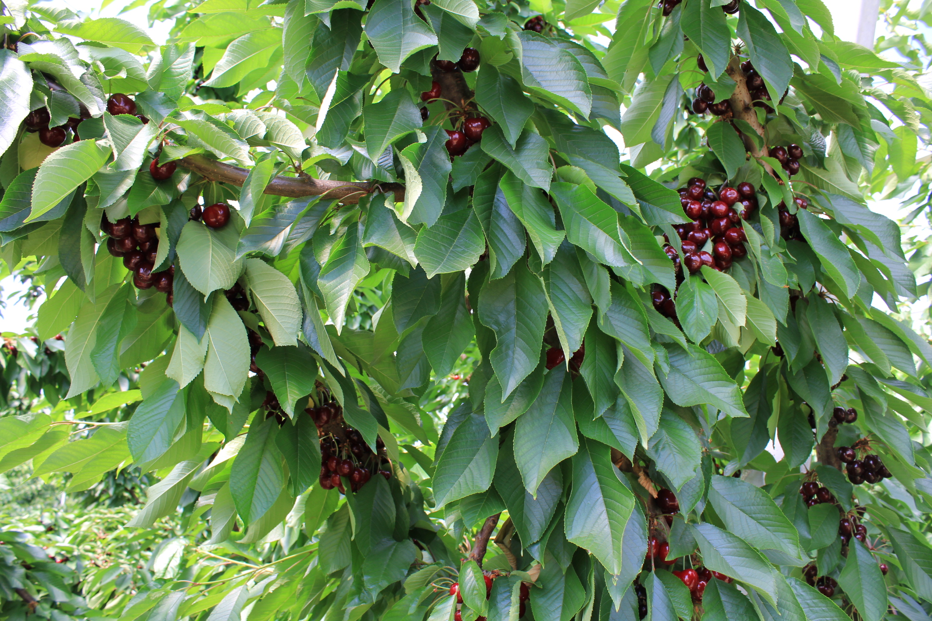 KRYMSK®5 semidwarf rootstock for sweet cherries