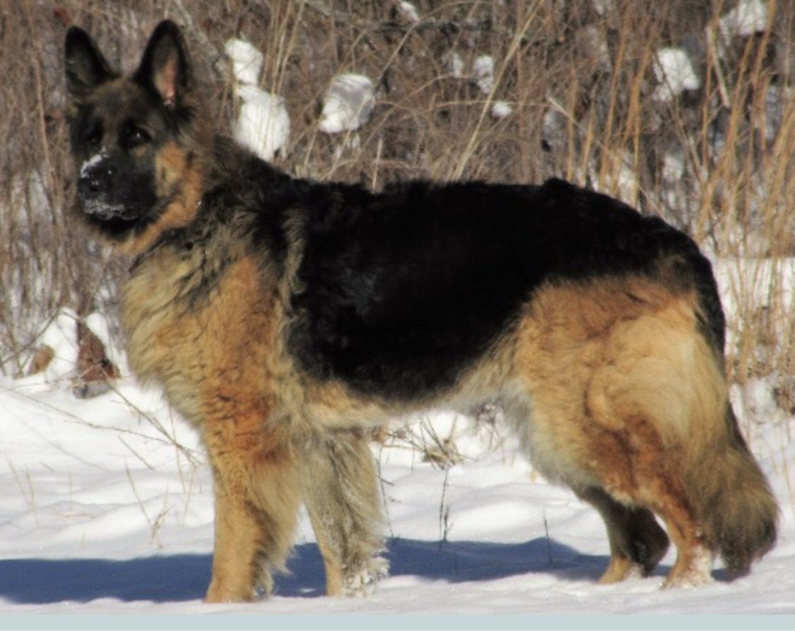 Retired dogs