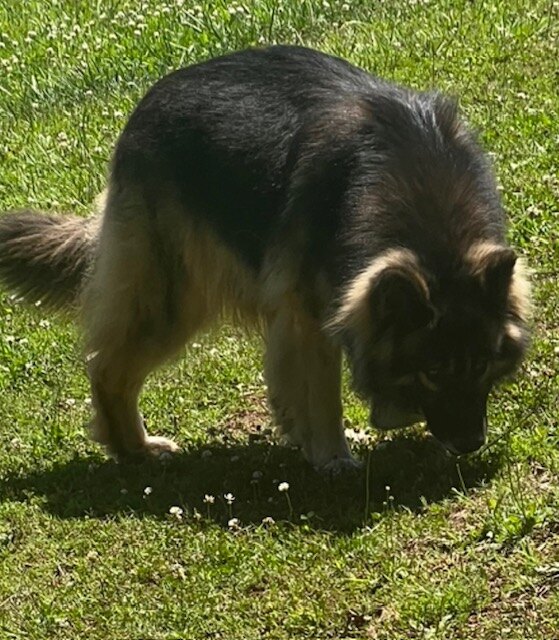 Carlie (LPC King Shepherds)