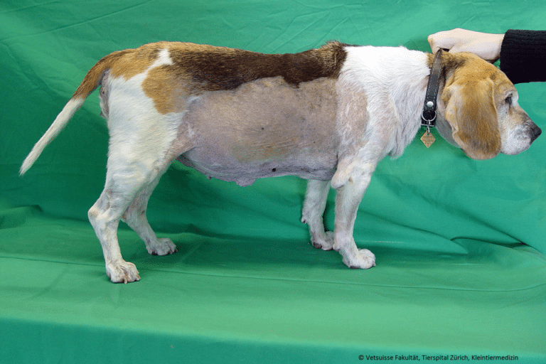 CUSHING SYNDROM Kleintierpraxis im Moos
