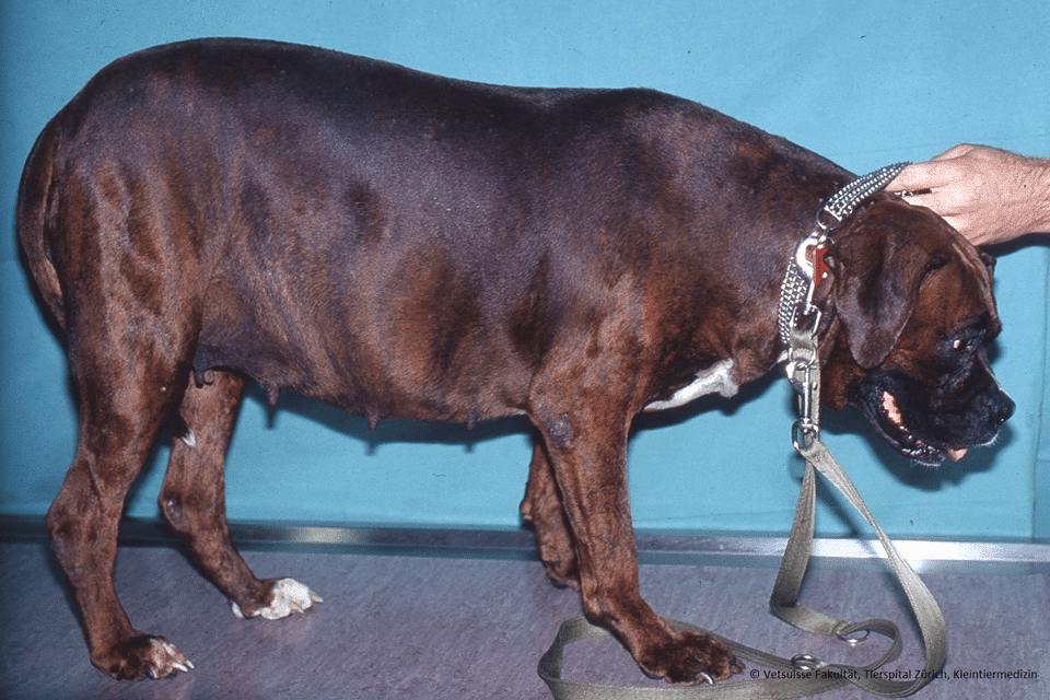 CUSHING SYNDROM Kleintierpraxis im Moos