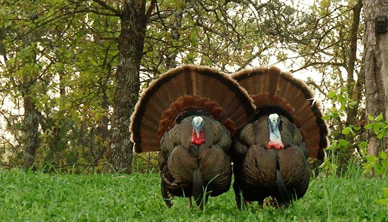 Missouri Spring Turkey Season 2023 Regulations