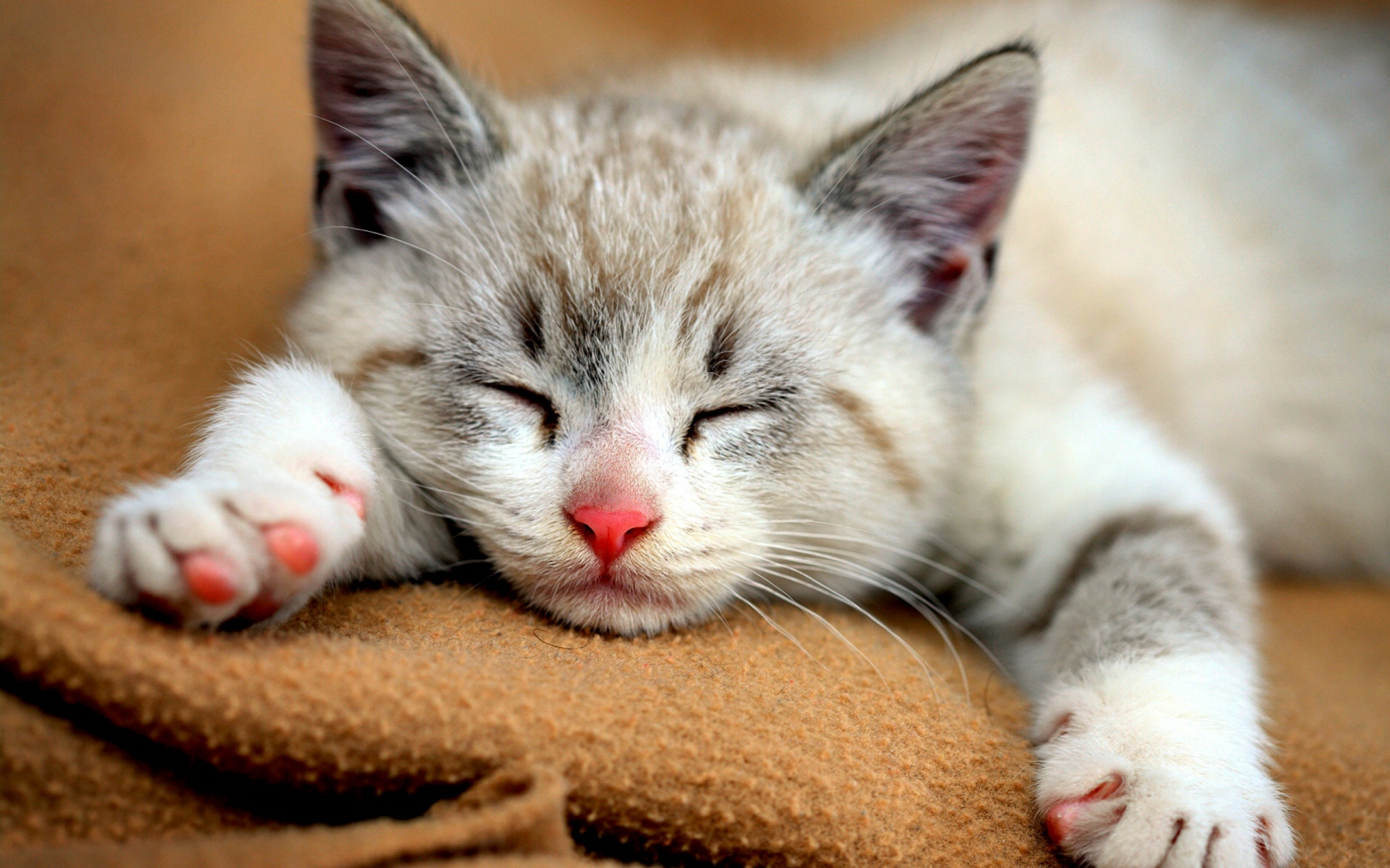 Download Koleksi 70 Meme Kucing Lucu Terupdate