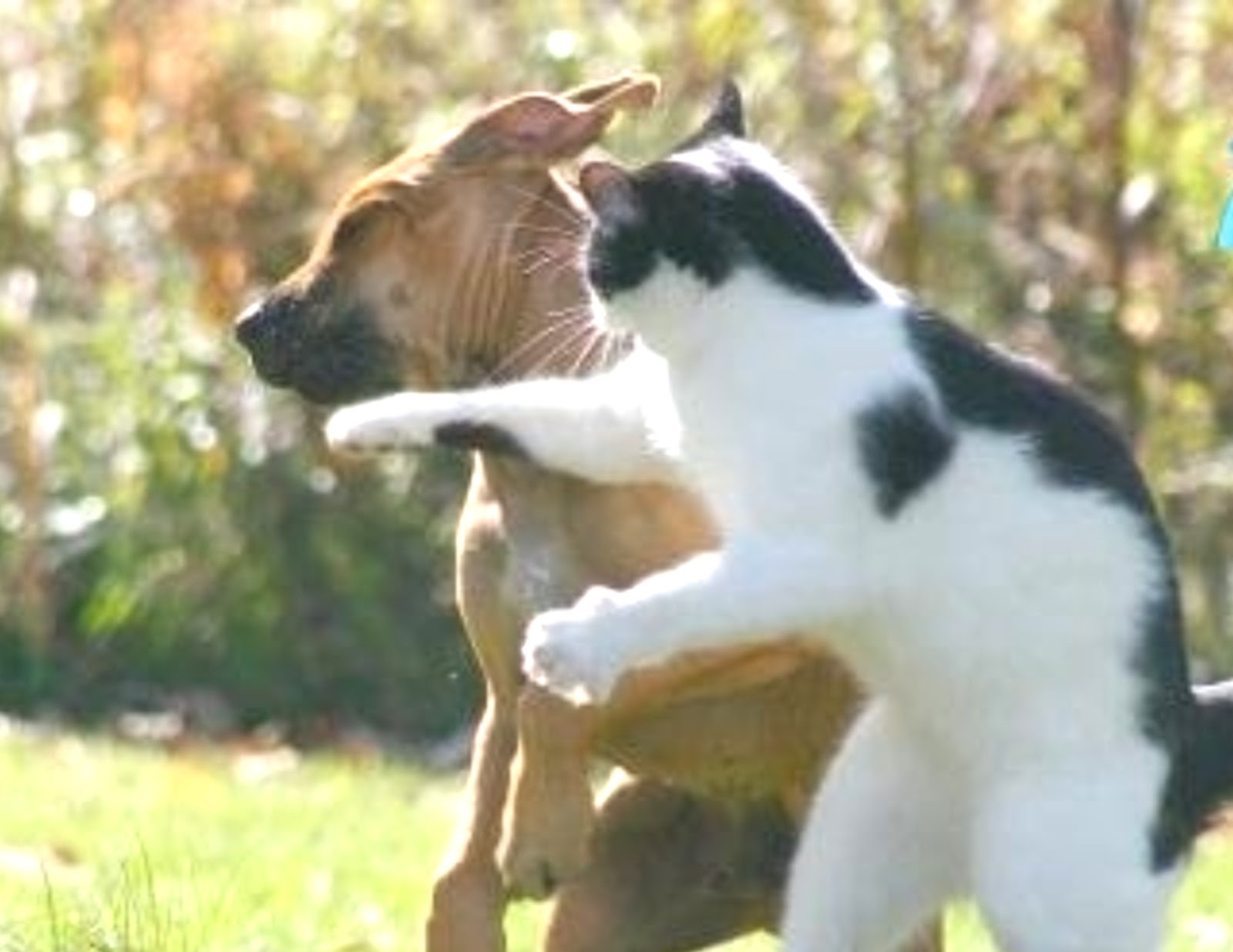 Alasan dibalik Kucing Jarang Akur dengan Anjing | Kucing Lucu Net