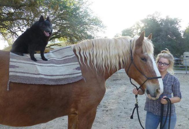 Schipperkes