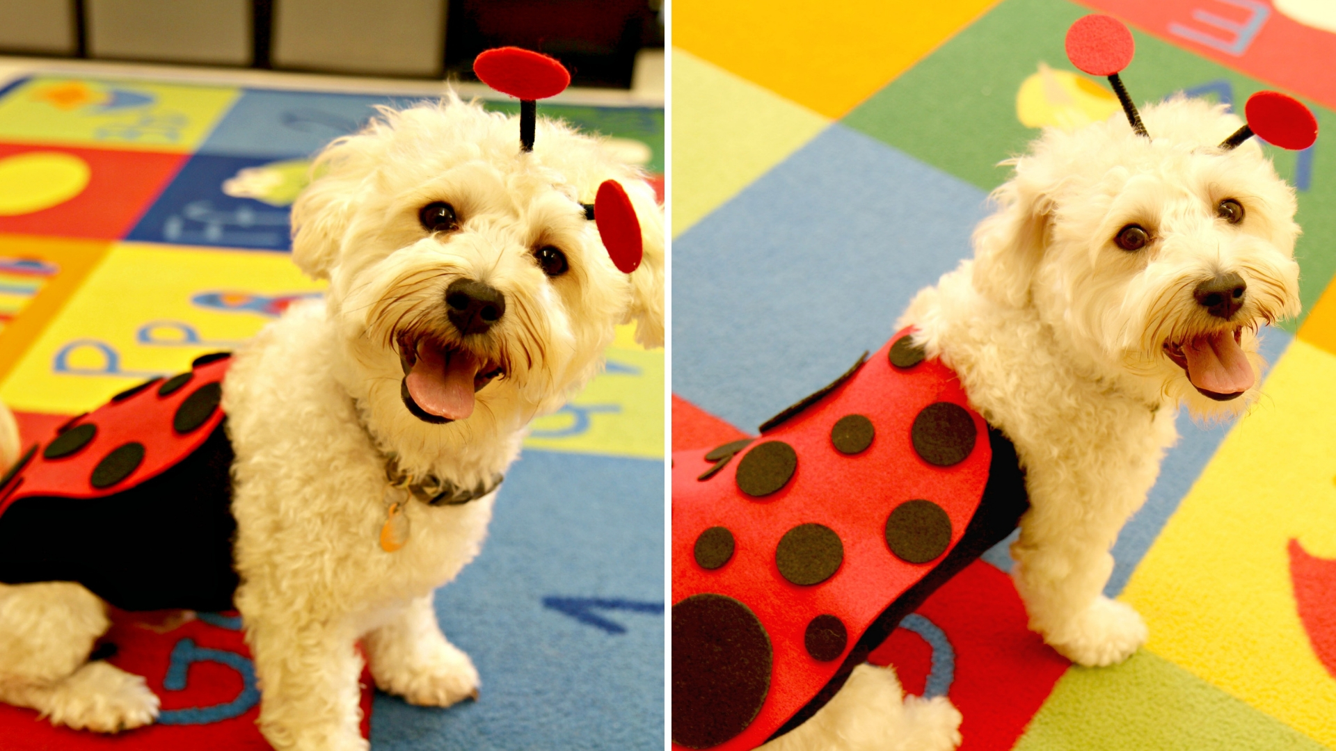 DIY NoSew Ladybug Dog Costume Kunin Felt