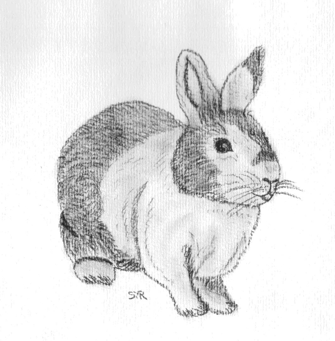 Kaninchenportrait Portrait, Tiere, Zeichnung