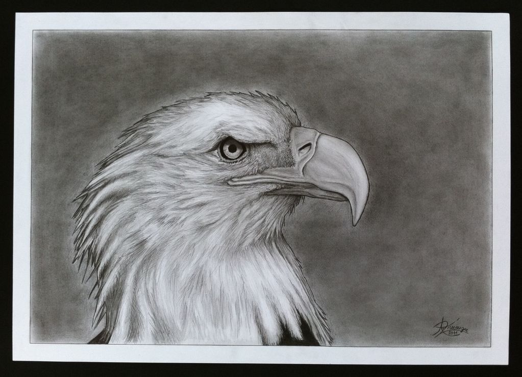 4 Adler, Bleistiftzeichnung, Tiere, Zeichnung von André Zimenga bei