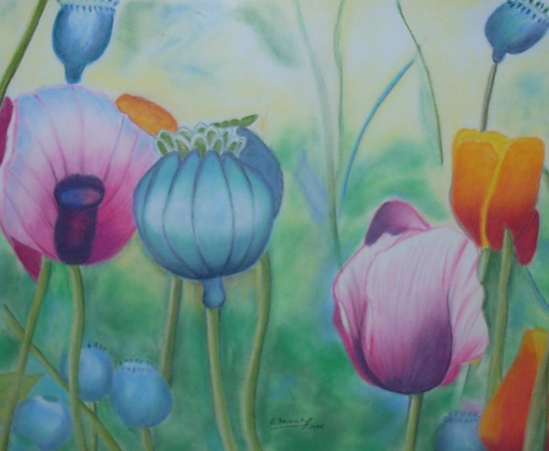 Mohnblumen Mohnblumen, Zeichnungen, Blumen von LuckySB bei