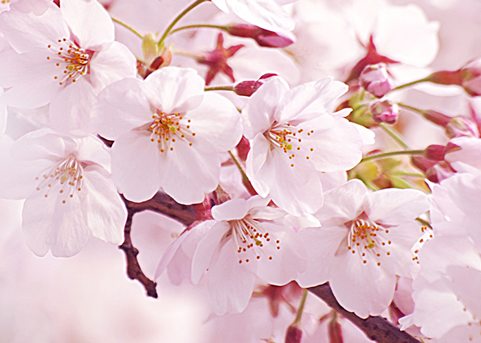 Cherryさま専用4月（原画）花がささやく春夜 ほか　6点おまとめ maxresdefault.jpg