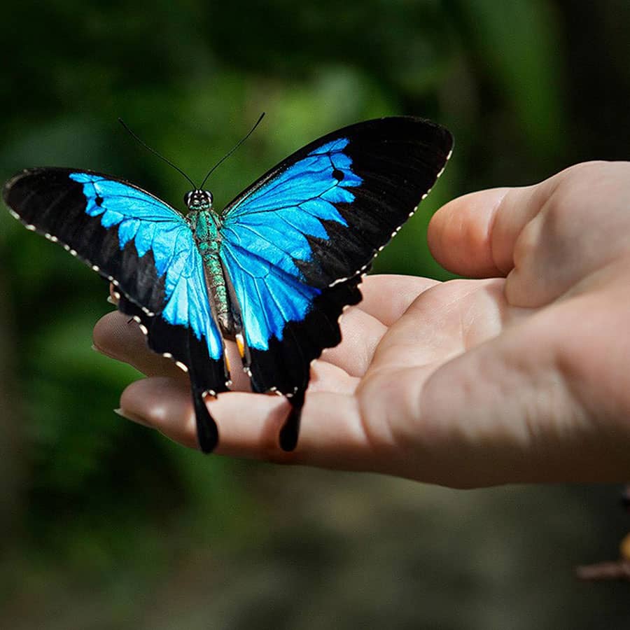 Australian Butterfly Sanctuary Kuranda Rainforest Village Open Daily