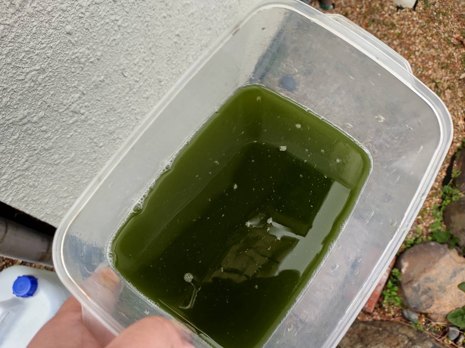 稚魚育成の秘密兵器！ グリーンウォーターの作り方 種水いらず！？ くろだあくあ
