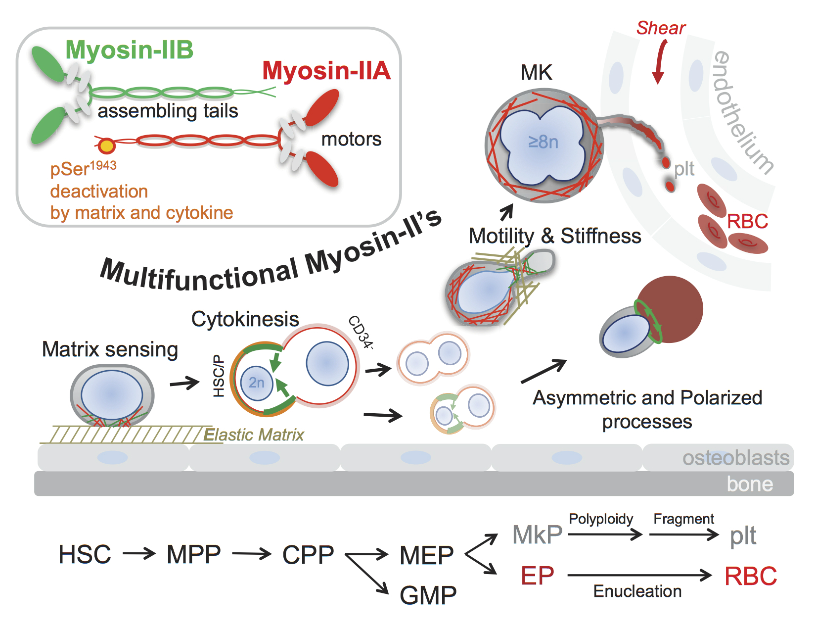 Mechanism behind blood stem cells’ longevity discovered Kurzweil