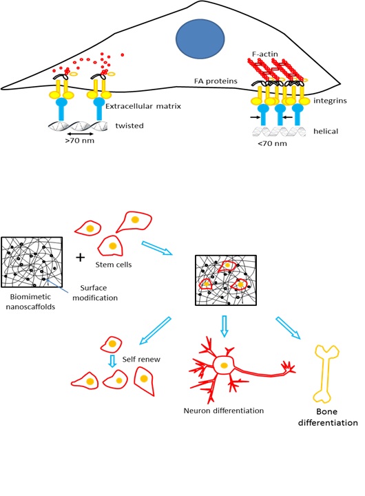How nanotechnology can advance regenerative medicine Kurzweil