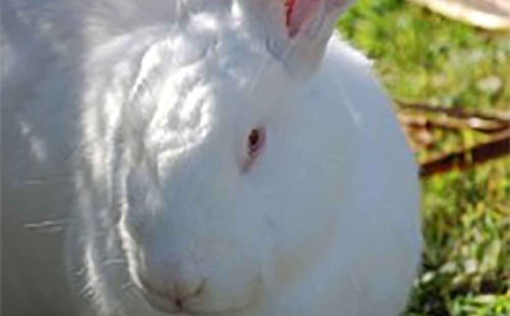 Rabbit Farming In Kenya What You Need To KnowKuza Blog