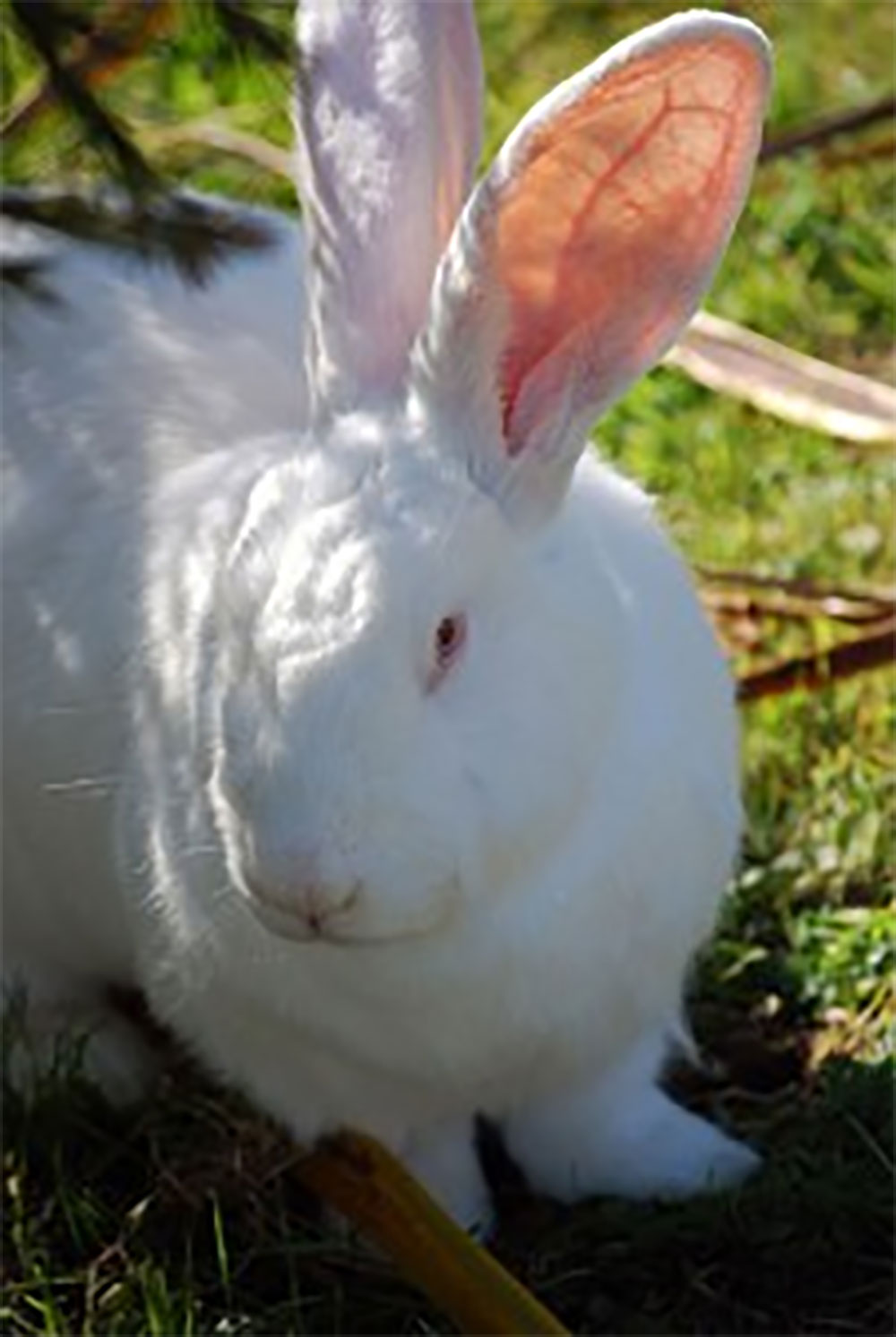 Rabbit Farming In Kenya What You Need To KnowKuza Blog