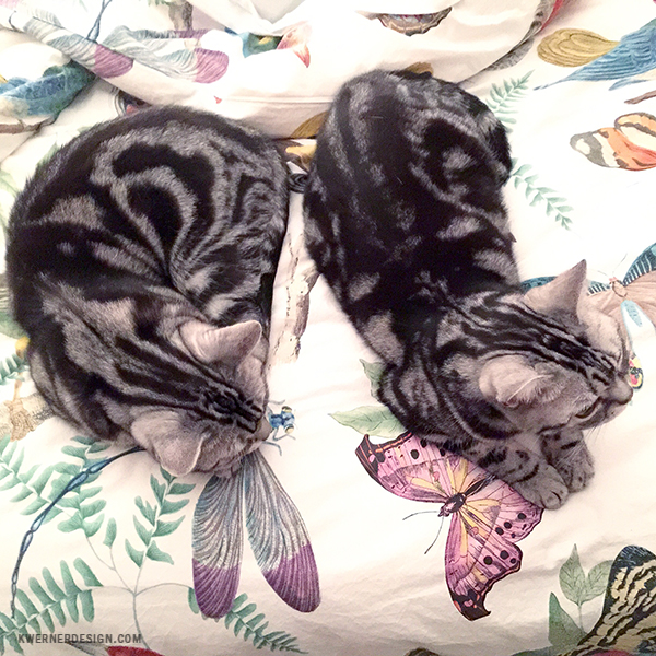 Home Sophie & Daphne! (American Shorthair Silver