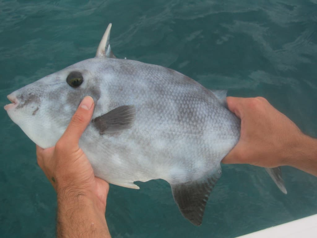 Triggerfish order seafood online