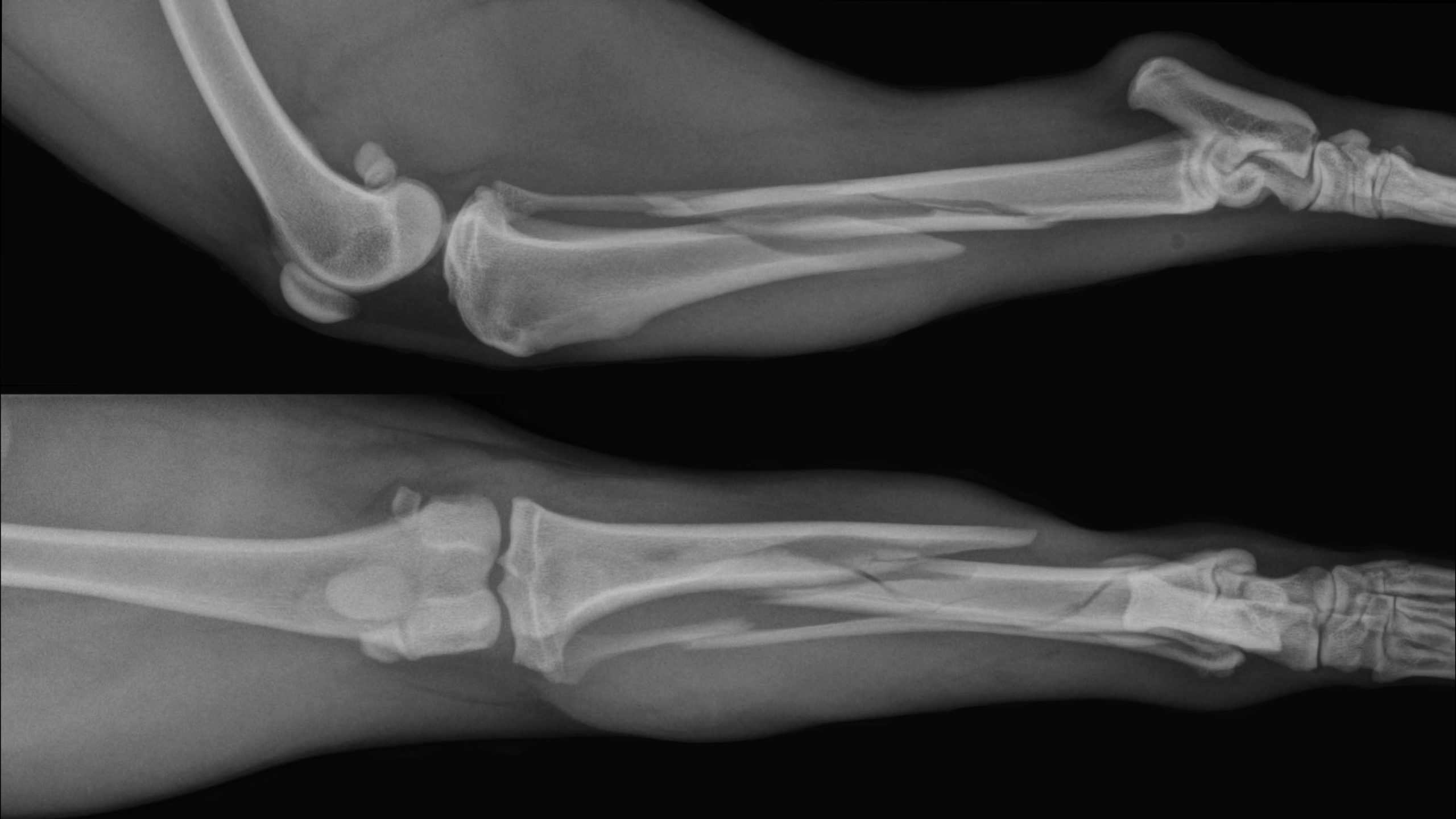 Pet Fractures & Traumas KYON