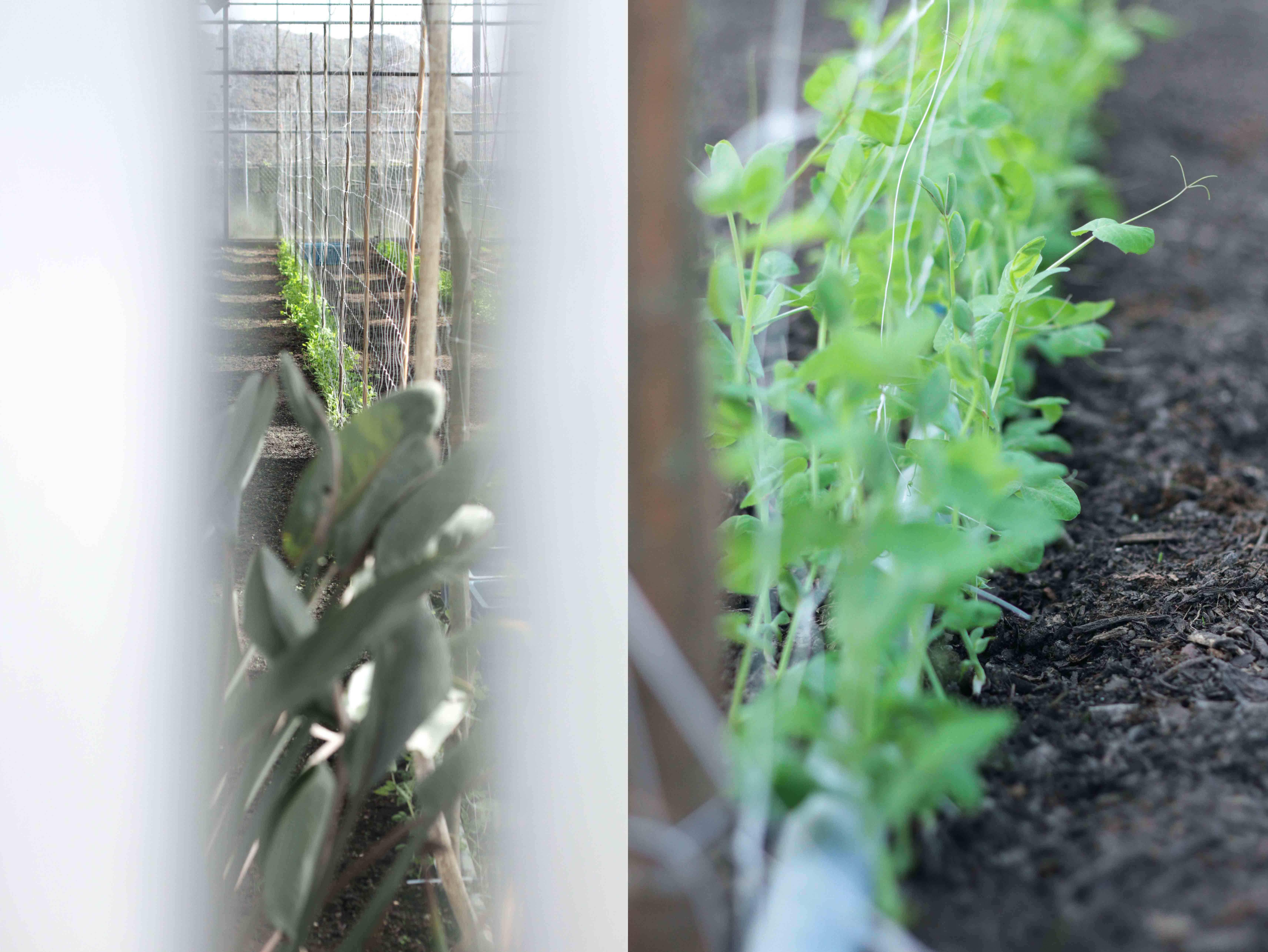 seasonal foodguide march april Kyra