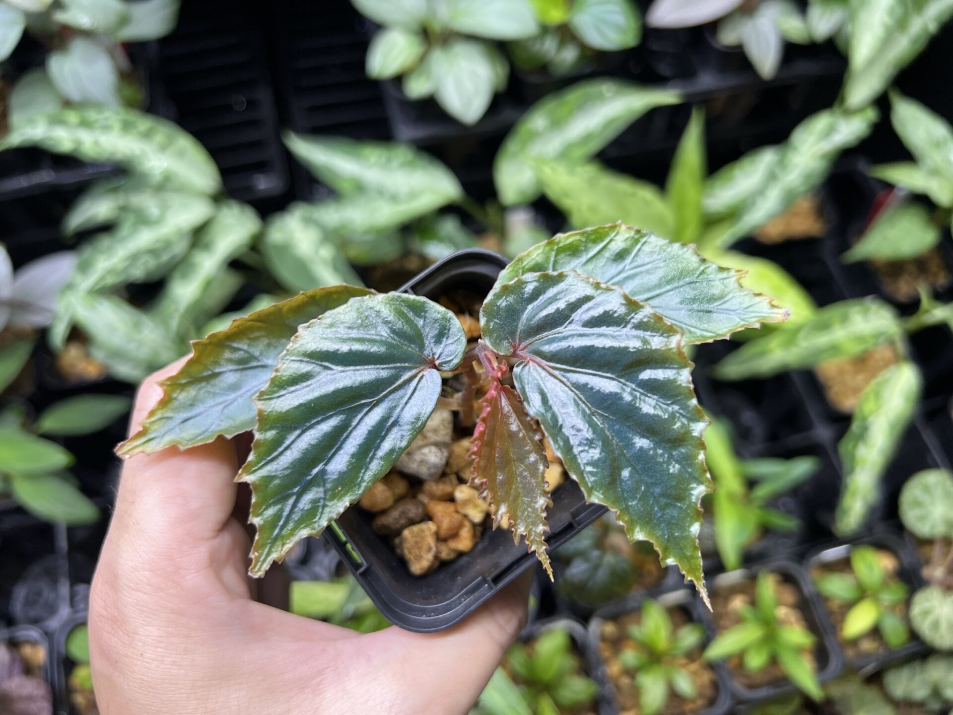 Begonia kapuashuluensis Temuyuk Kalimantan Barat KZT PLANTS STORE