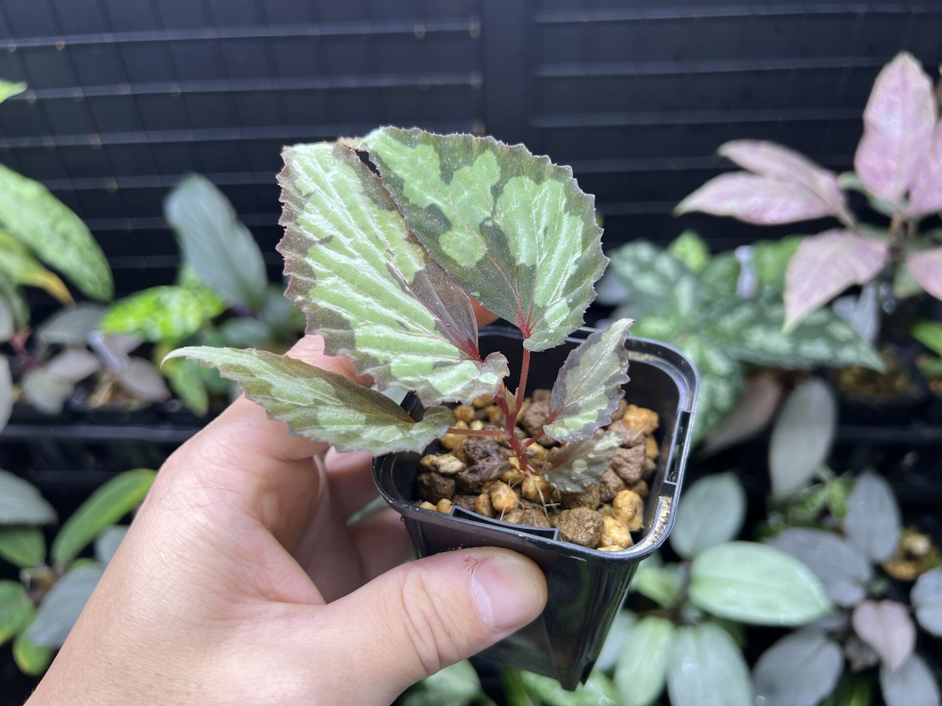 Begonia sp. Temuyuk Kalimantan Barat KZT PLANTS STORE