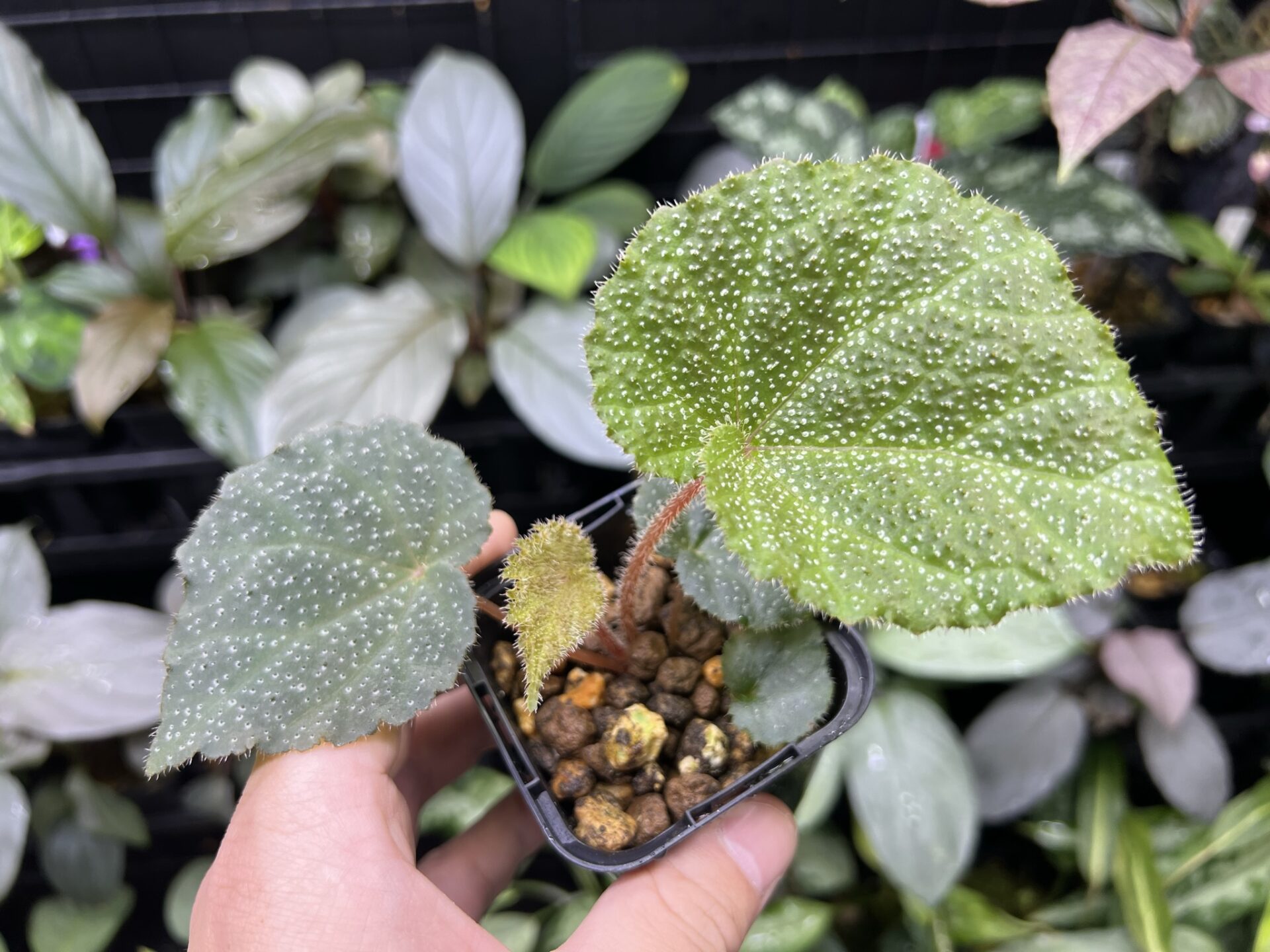 Begonia ningmingensis KZT PLANTS STORE