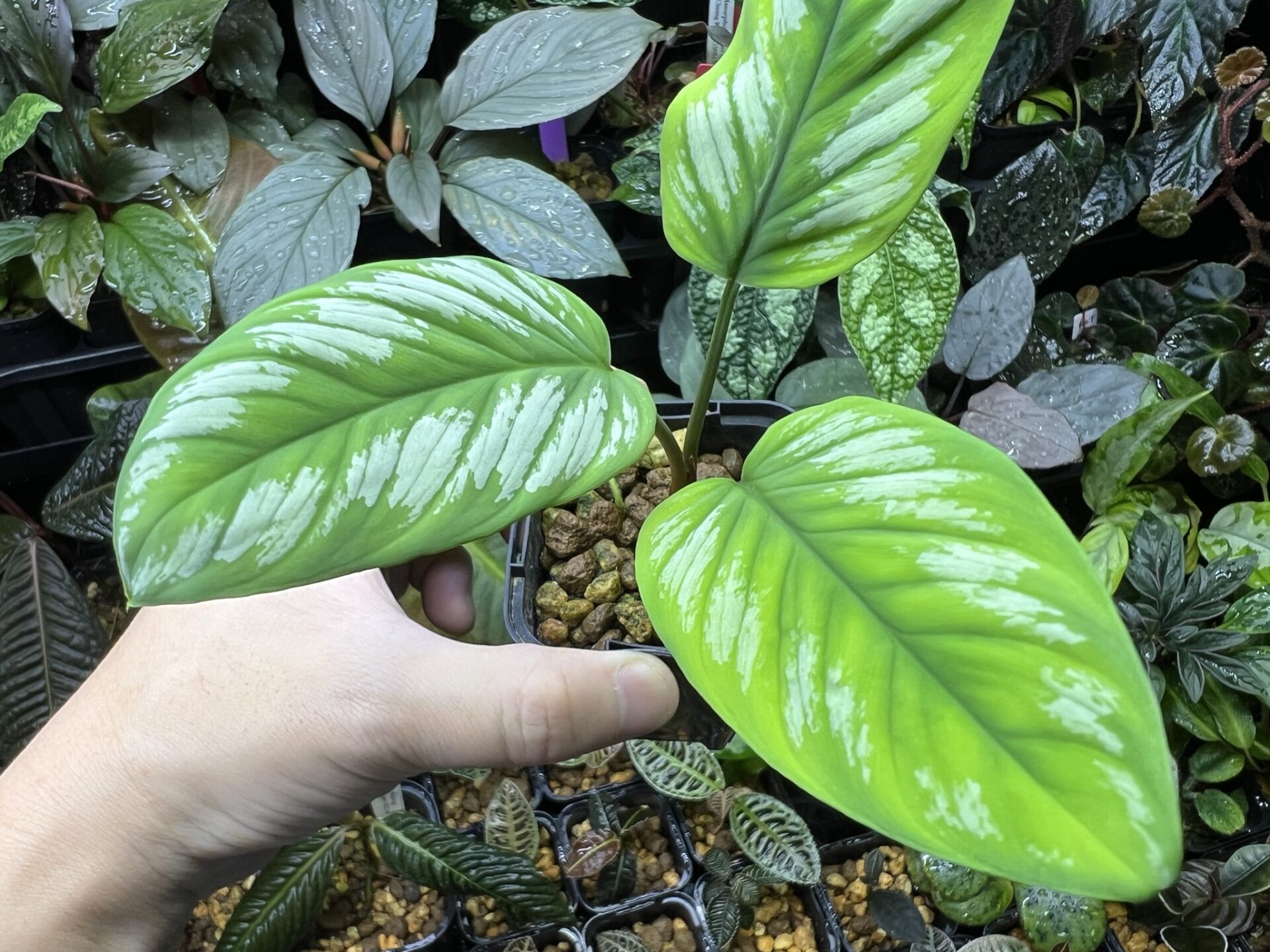 Homalomena sp.Riau sumatera white pattern KZT PLANTS STORE