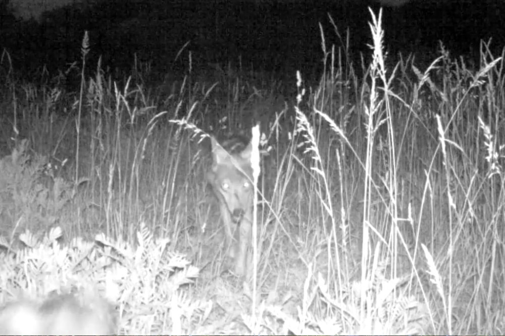 Leipziger Zeitung Zwei Wölfe im Umfeld des Werbeliner Sees per Wildkamera nachgewiesen