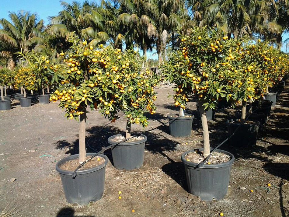 Vente Kumquat (Rutacées) Pépinière Bassin d'arcachon La Palmeraie de Mios