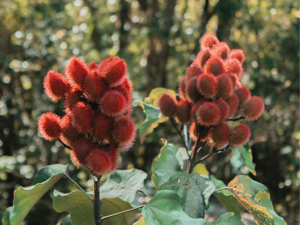 Los nombres del achiote alrededor del mundo La Anita