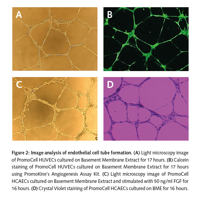 ALL ABOUT HUVEC questions and answers Labclinics