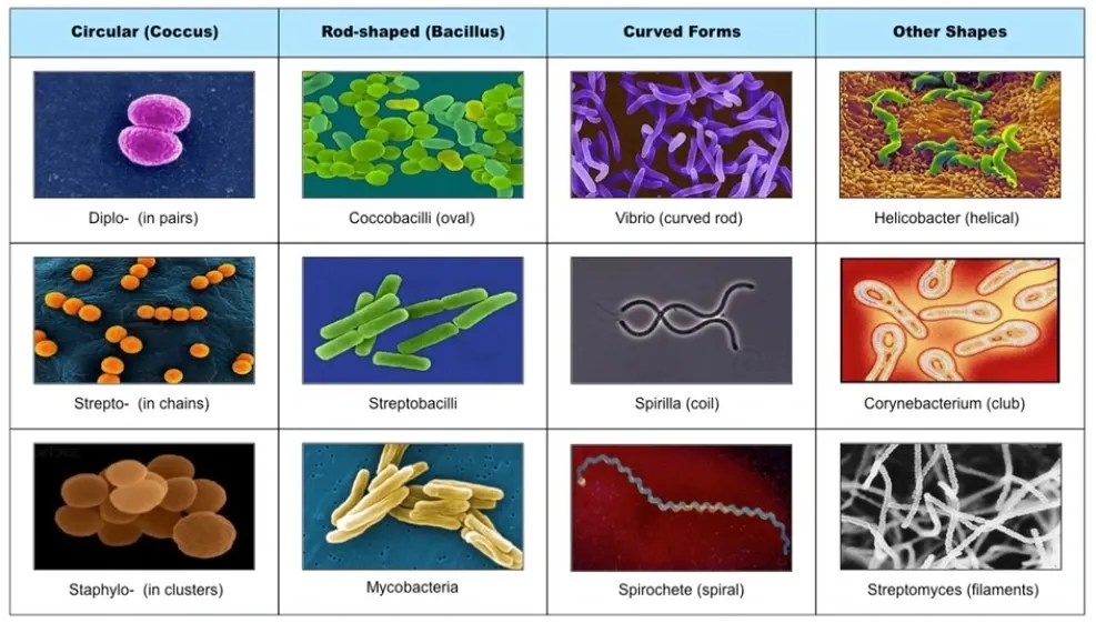 Microscopic Organisms With Names