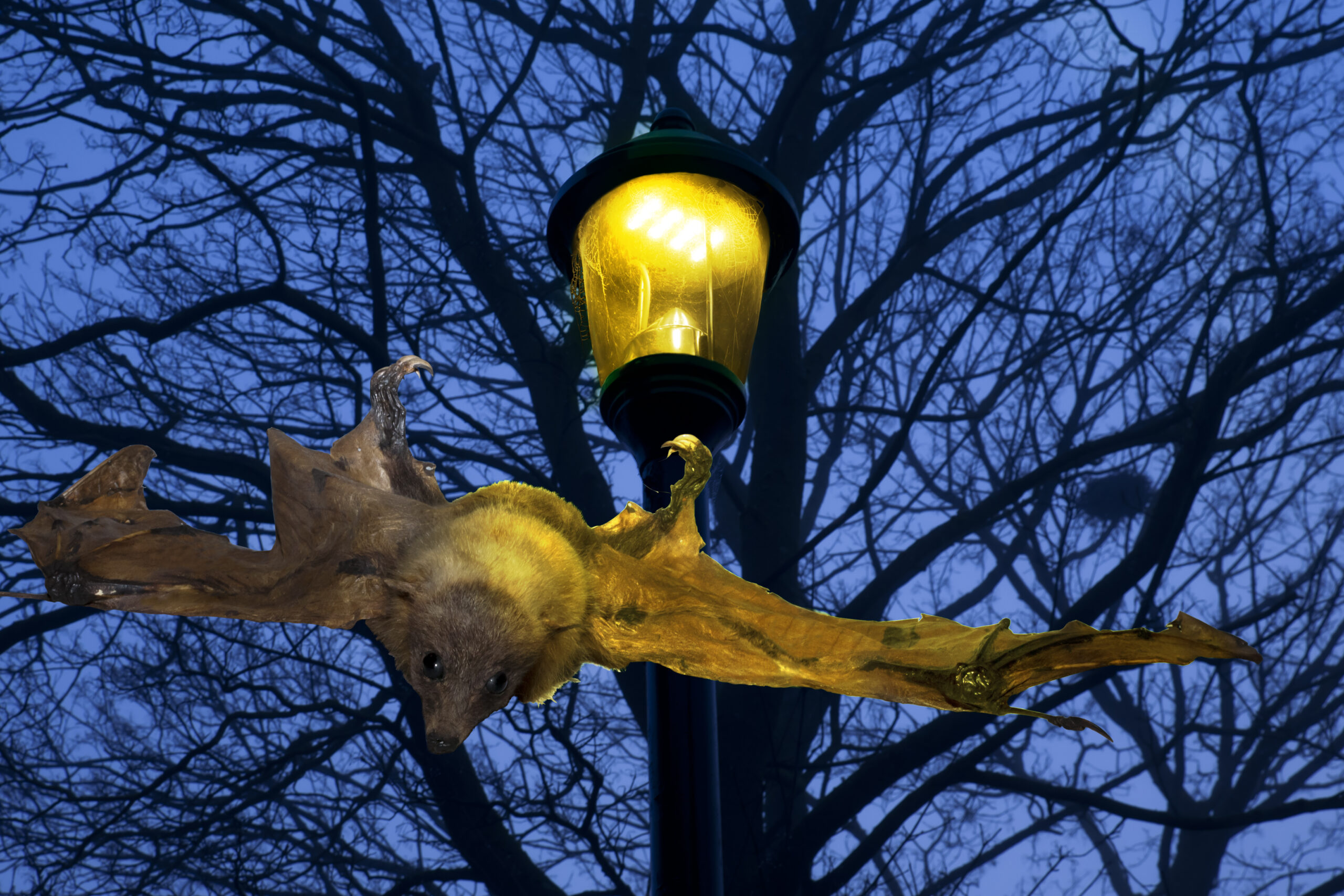 Learning more about the impact of public lighting on biodiversity ENGIE