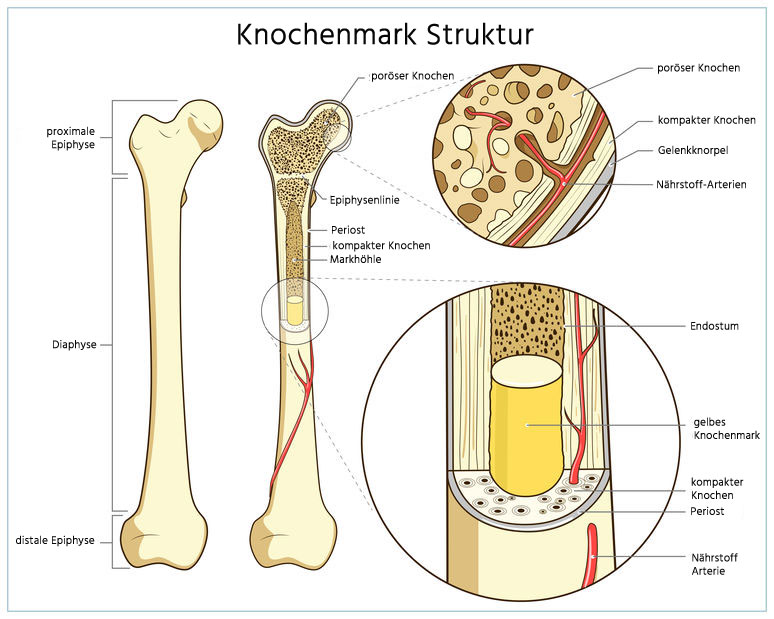 ᐅ Das Knochenmark Ort der Blutbildung Aufbau & Funktion