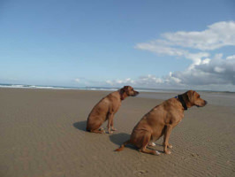 frankreich_mit_hund La Bourdonnerie