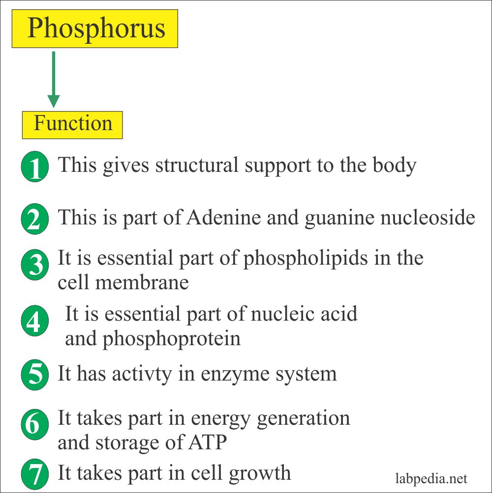 Urine Part 5 Phosphorus (Phosphates), 24 hours Urine