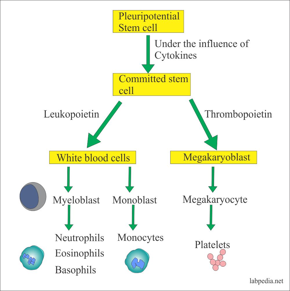 White blood cell Part 1 Total Leukocytes Count