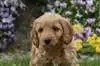 Description Labradoodle