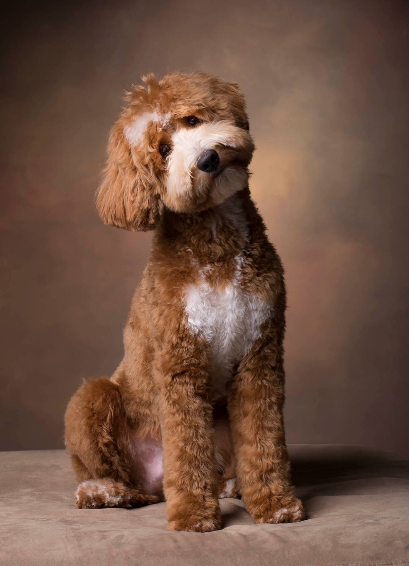 Groomers and Trainers Earth Angels Labradoodles