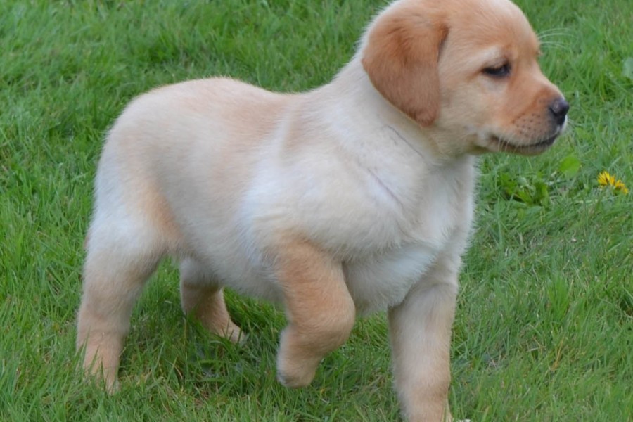 Comment Adopter un Chien ou Chiot Labrador Adoption Choix