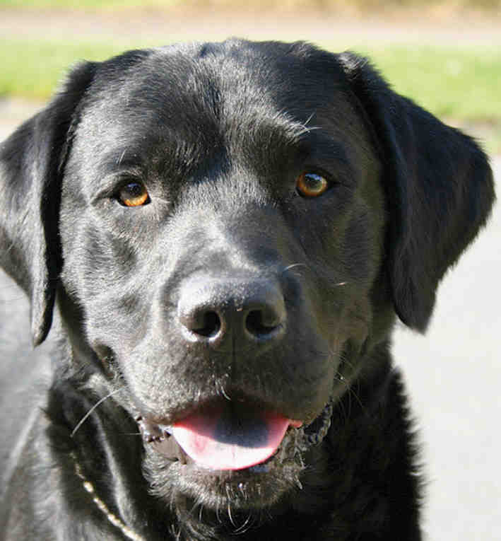Voyager en voiture avec un chien Labrador Love