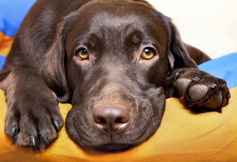 Labrador in Not