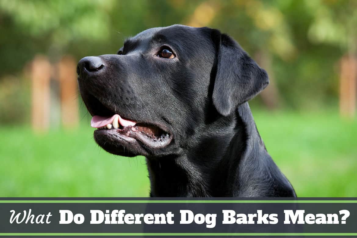 What Do Dogs Say When They Bark To Each Other