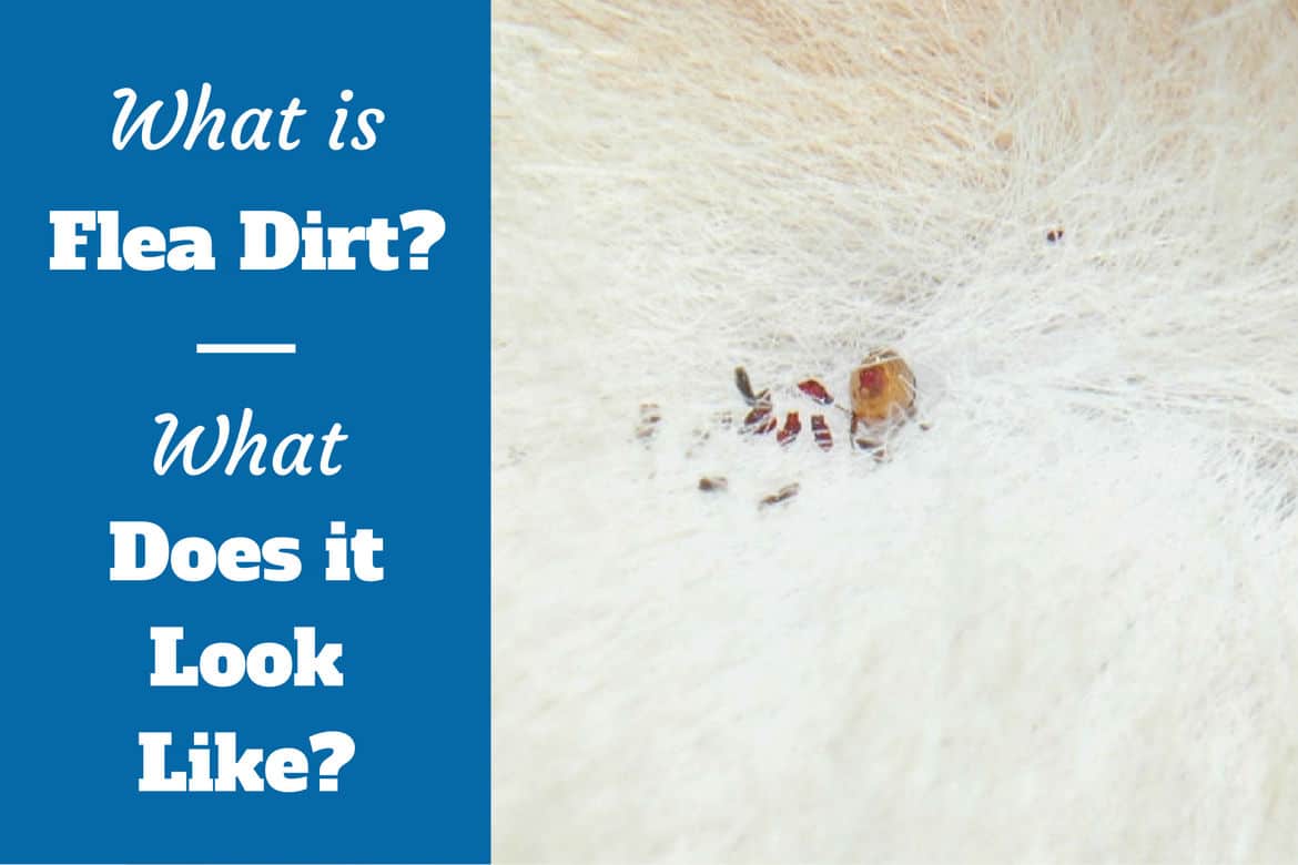 Can Fleas From My Cat Get On My Bed at Eugenia Cohen blog