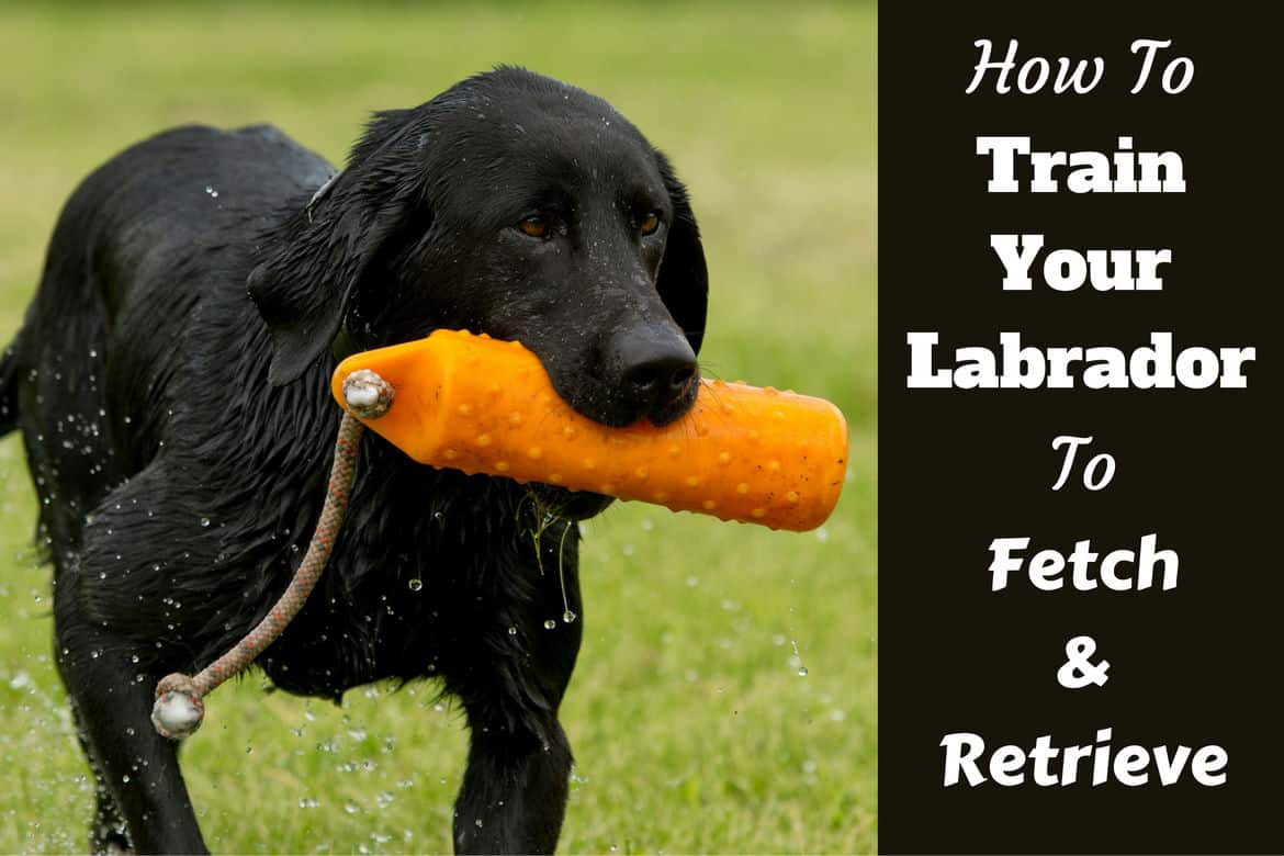 How To Raise A Labrador