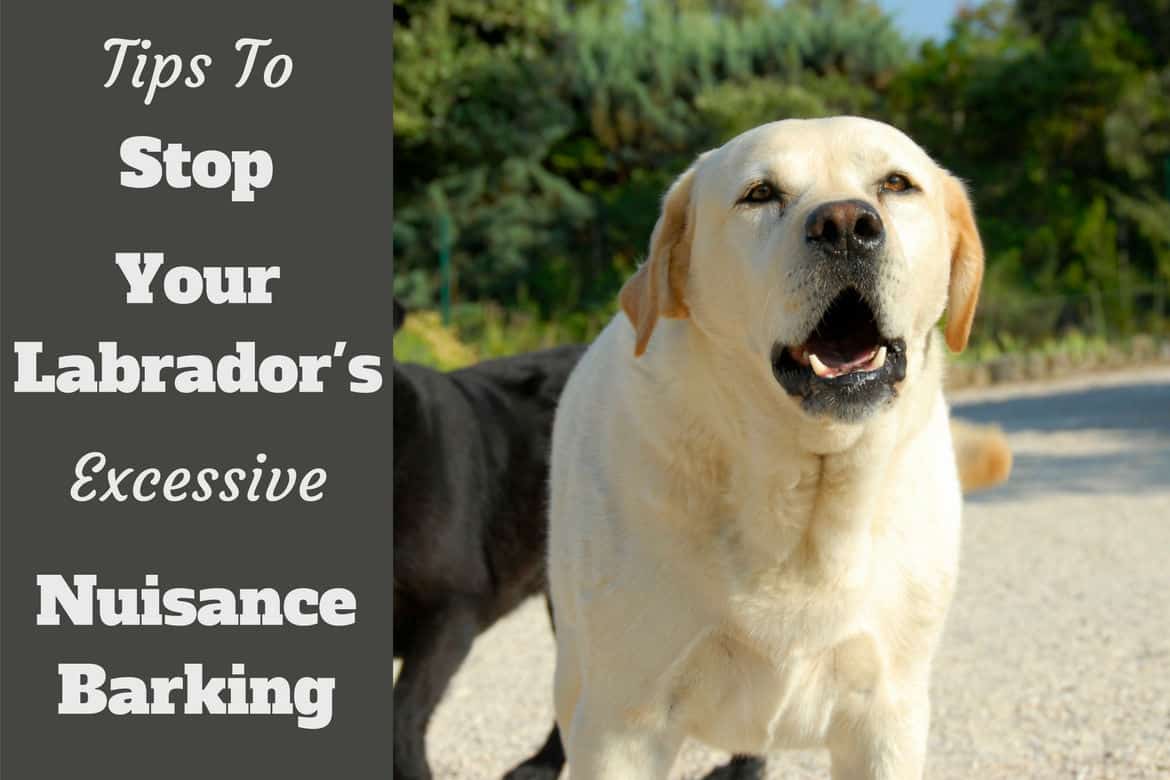 How To Teach Labradors Not To Bark At People