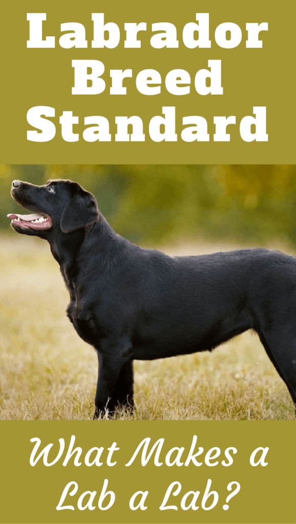 Labrador Breed Standard What Makes a Labrador Retriever? Tails, Sizes
